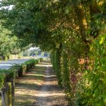 Bas côté Rue du Bois de Chollet