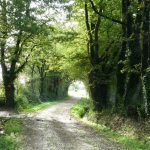 chemin dans les bois